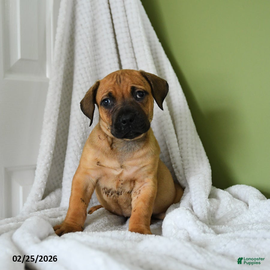 South African Boerboels dogs Bailey - Ad 1