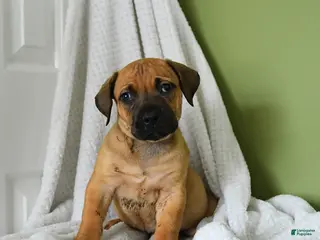 South African Boerboels dogs for sale: Bailey - Ad 1