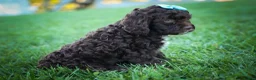 Cavapoo dogs for sale: COCOA - Ad 9