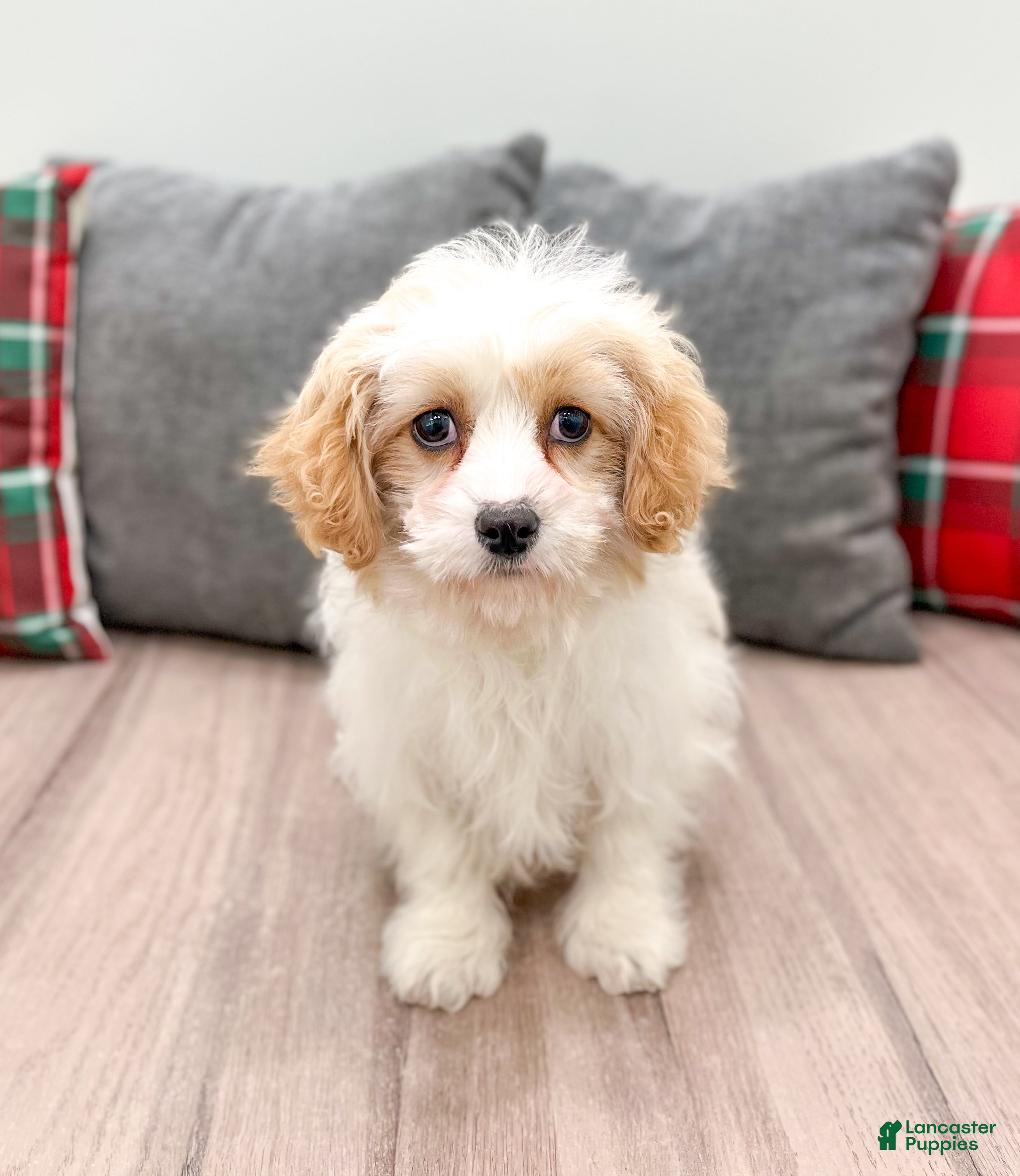 Cavapoo dogs Ollie - Ad 29