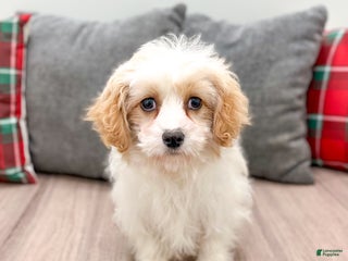 Cavapoo dogs Ollie - Ad 13