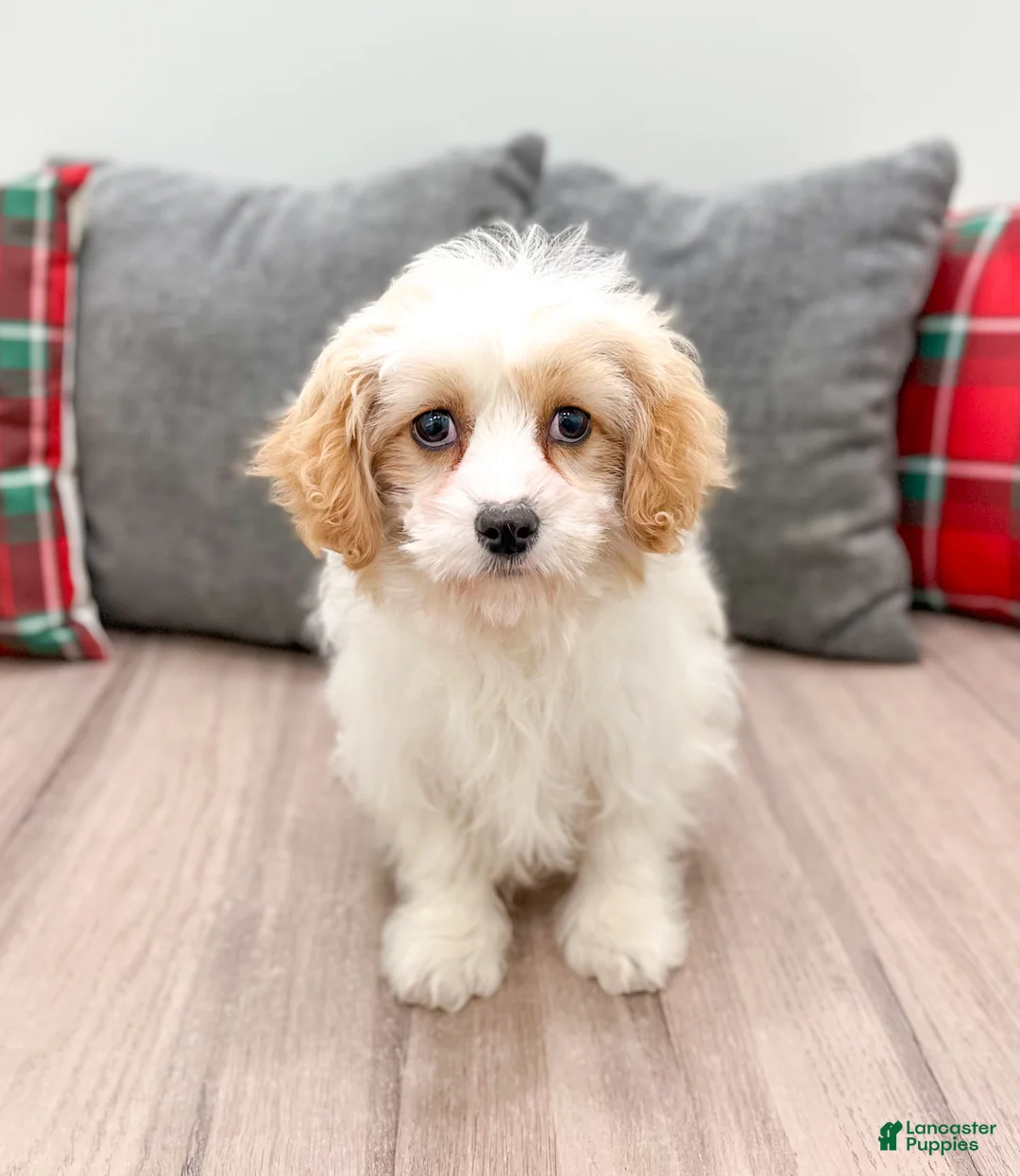 Cavapoo dogs for sale: Ollie - Ad 1