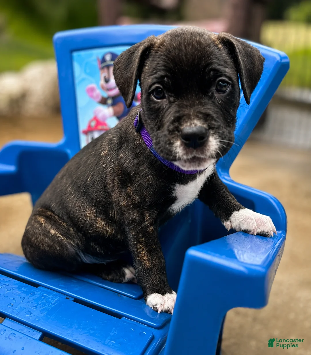 Mixed Breed dogs for sale: American Corso purple collar - Ad 2