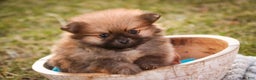 Pomeranian dogs for sale: Bennet - Ad 3