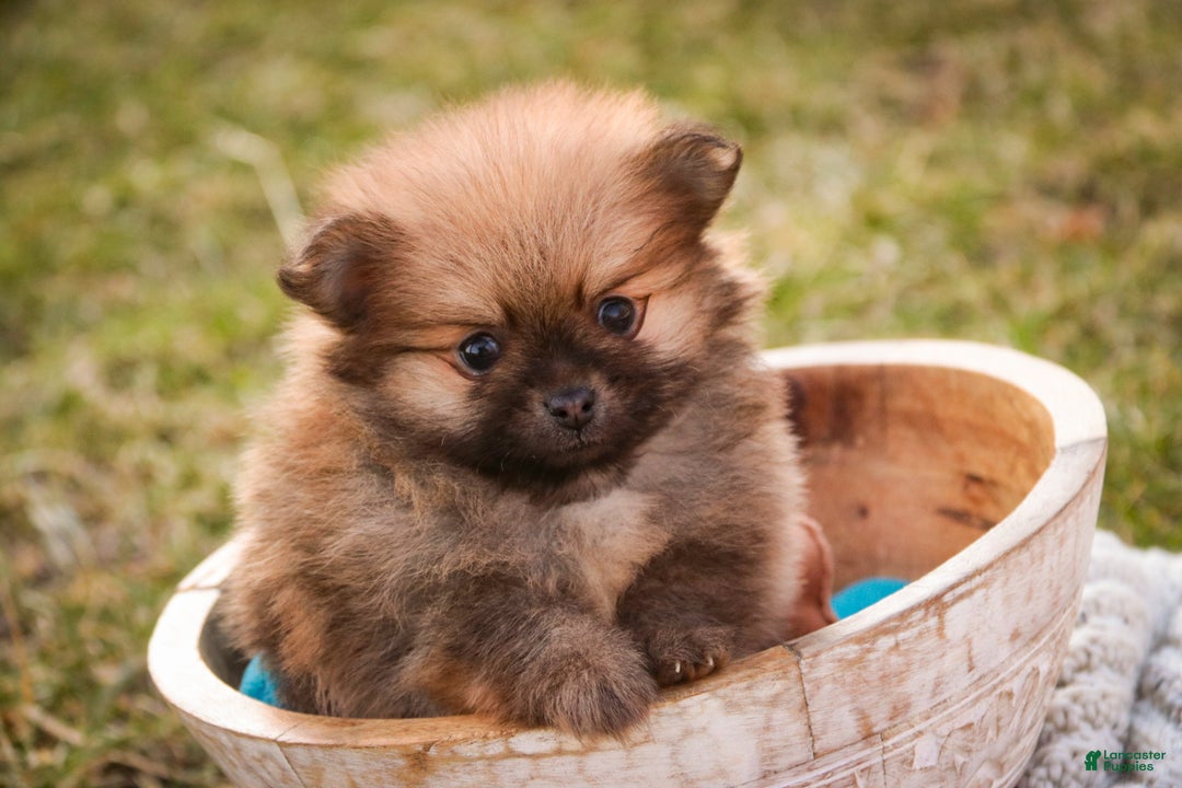 Pomeranian dogs for sale: Bennet - Ad 3