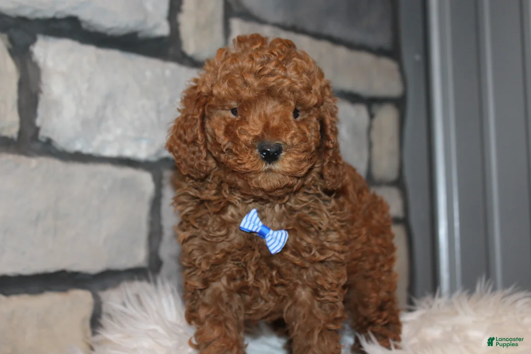 Miniature Poodle dogs for sale: AKC JAX - Ad 11