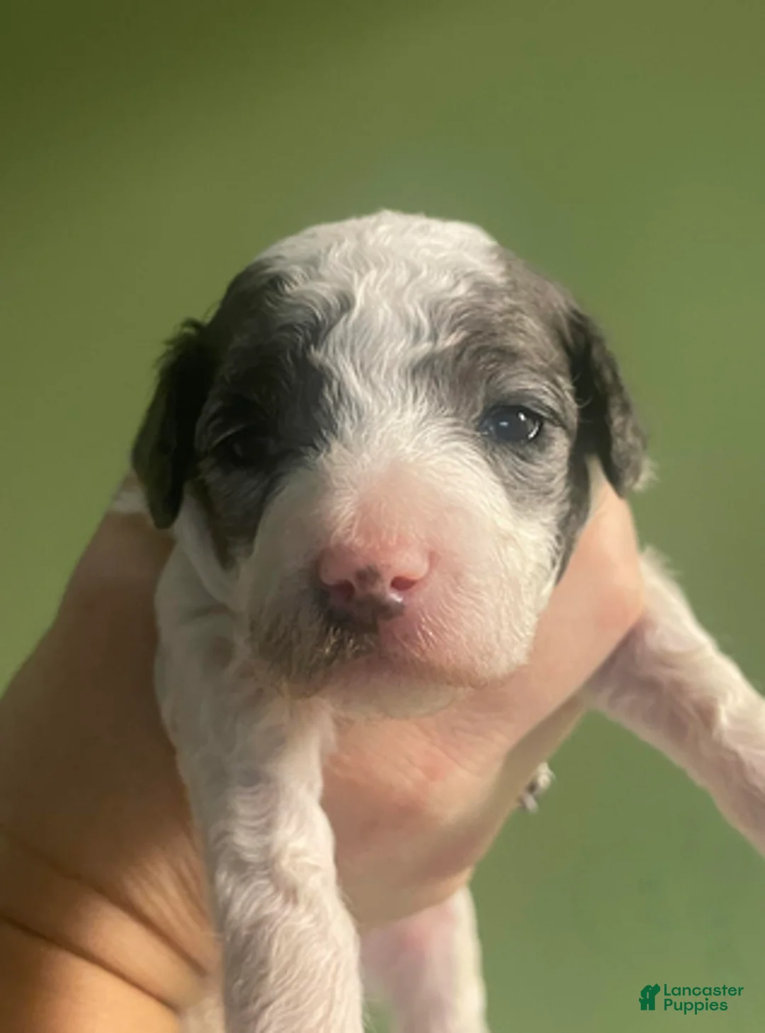 Goldendoodle dogs for sale: Peanut - Ad 6