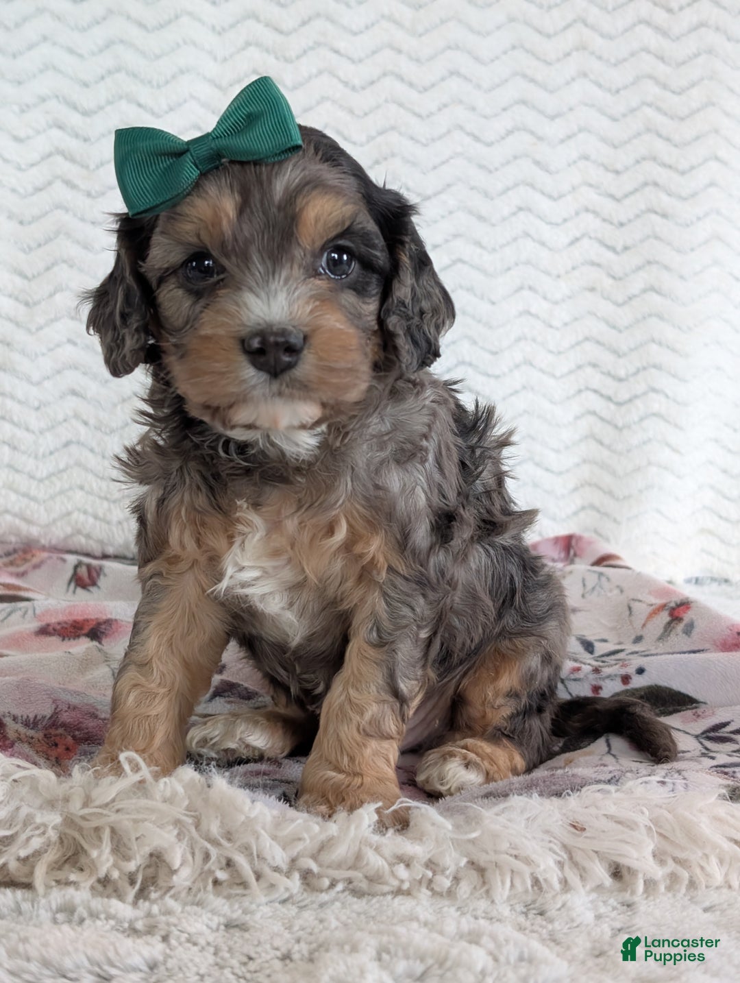 Cavapoo dogs for sale: Zeke - Ad 15