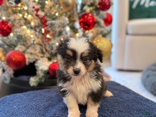 Toy Australian Shepherd dogs William - Ad 13