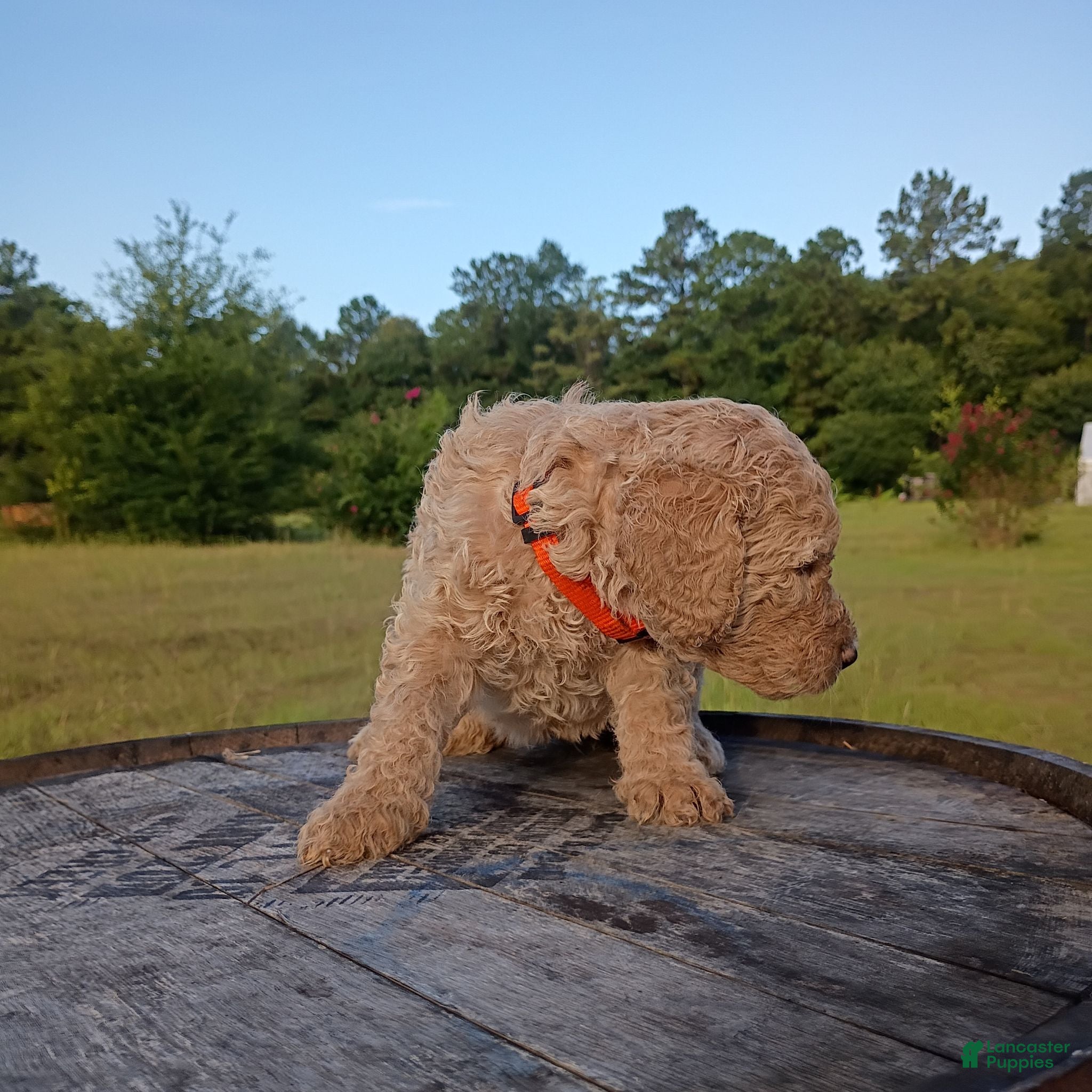 Goldendoodle dogs Orange 🧡 - Ad 2