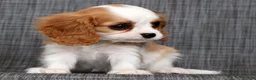 Cavalier King Charles Spaniel dogs for sale: Nora - Ad 9