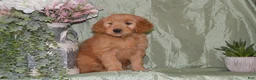 Goldendoodle dogs for sale: Beverly - Ad 2