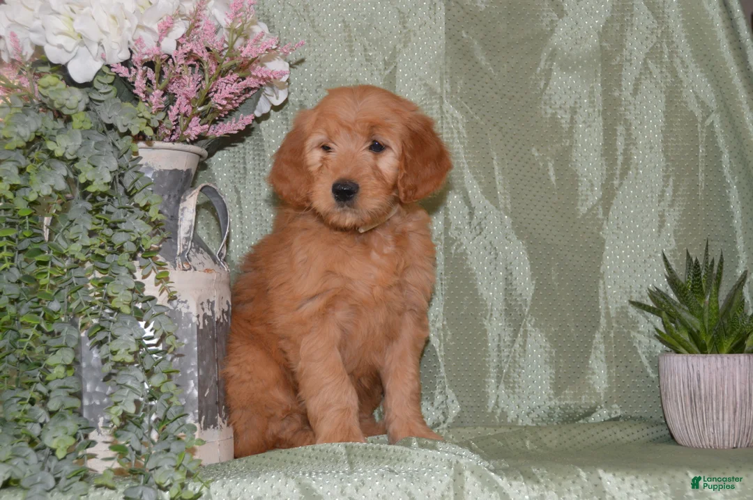 Goldendoodle dogs for sale: Beverly - Ad 2