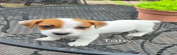 Jack Russell Terrier dogs for sale: Jack Russell Terrier 1 - Ad 3