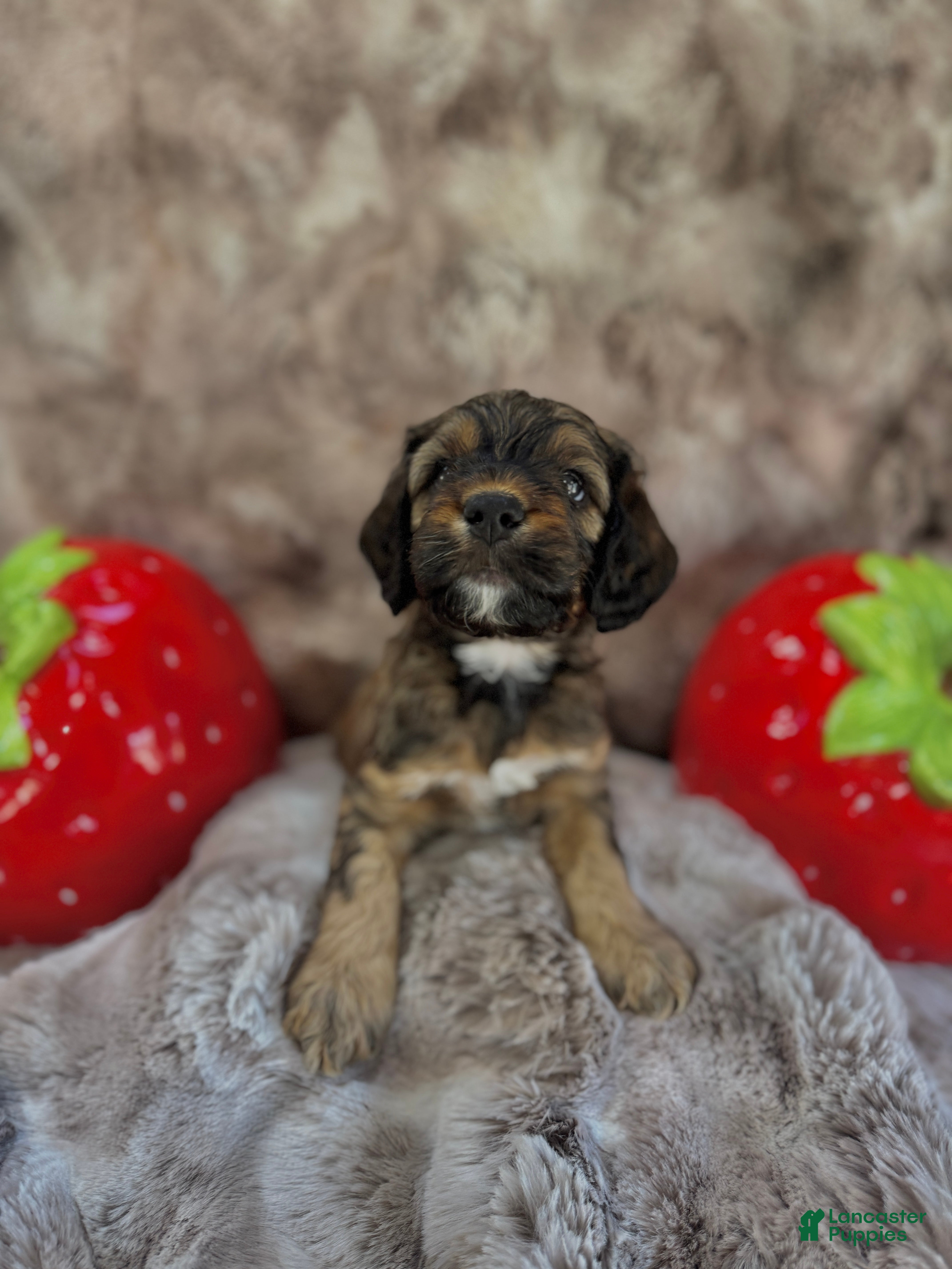 Cockapoo dogs for sale: Cockapoo Puppy 6 - Ad 2