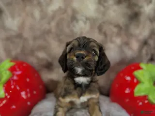 Cockapoo dogs for sale: Cockapoo Puppy 6 - Ad 2