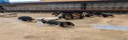 Basset Hound dogs for sale: Basset Hound 4 - Ad 1