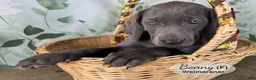 Weimaraner dogs for sale: Bonny - Ad 4