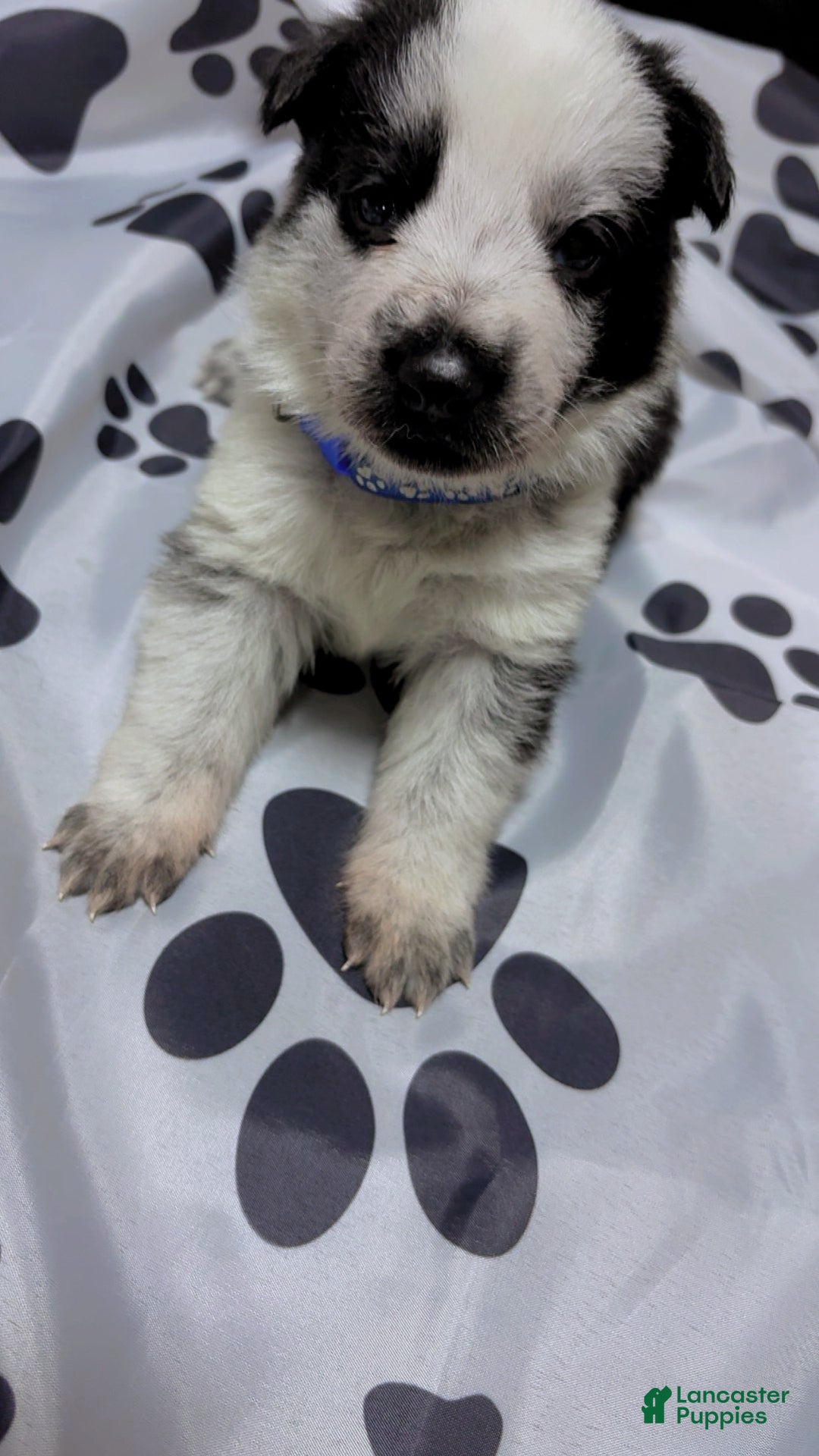 German Shepherd dogs for sale: Frost - Ad 3