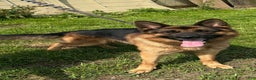 German Shepherd dogs for sale: MAX - Ad 3