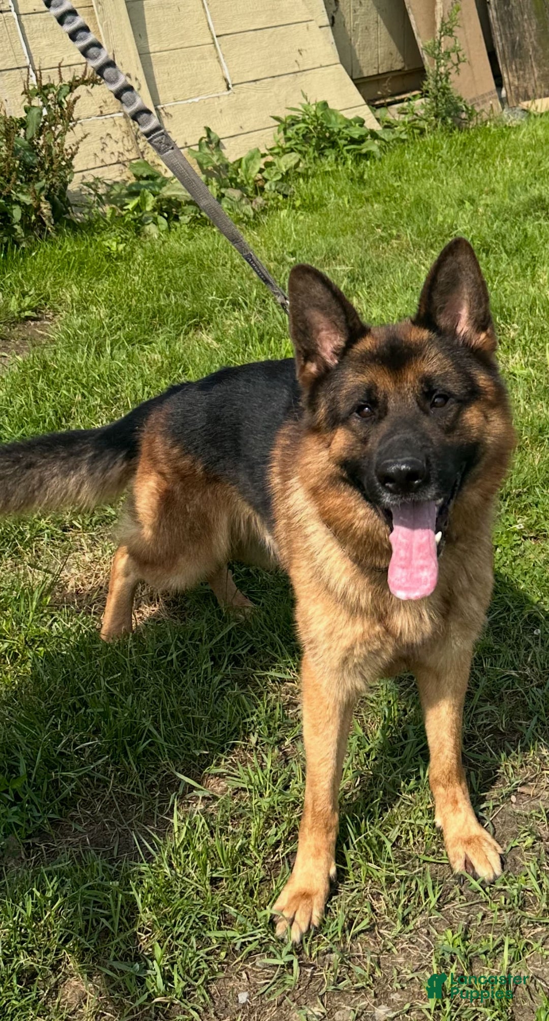 German Shepherd dogs for sale: MAX - Ad 3