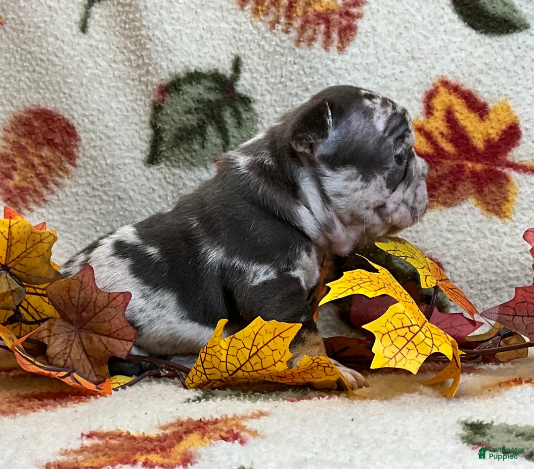 French Bulldog dogs for sale: Arrow - Ad 21