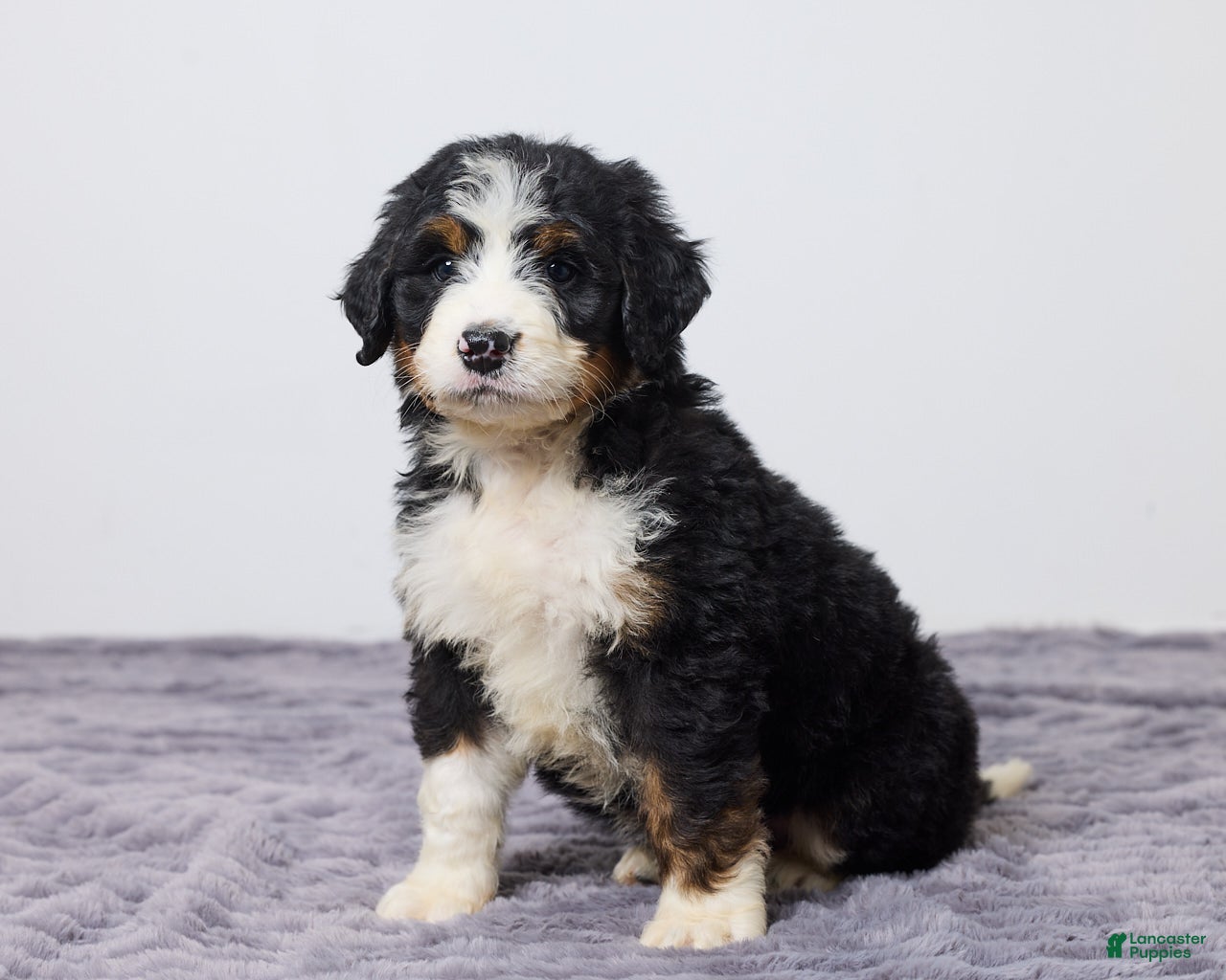 Bernedoodle dogs Kenton - Ad 1