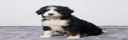 Bernedoodle dogs for sale: Kenton - Ad 1