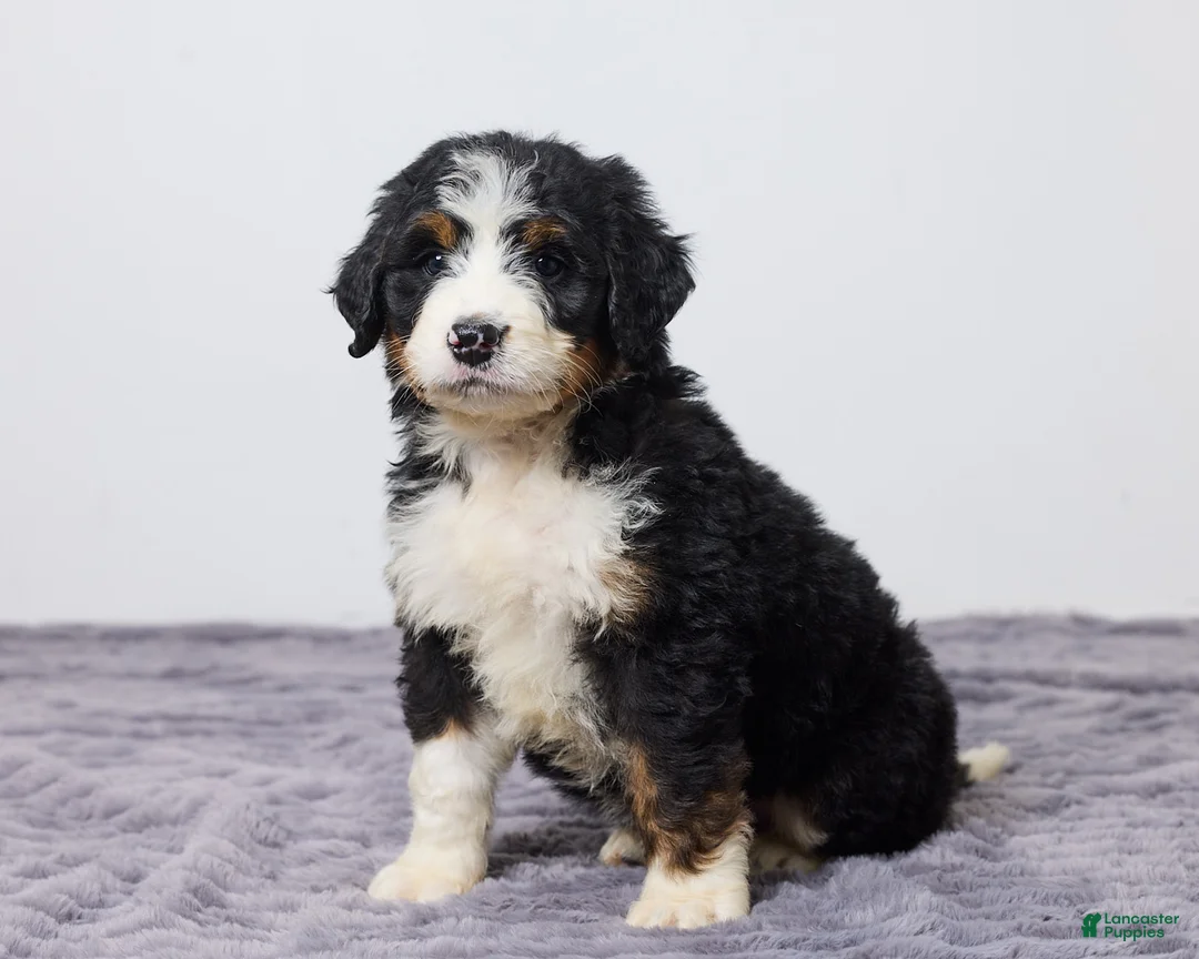 Bernedoodle dogs for sale: Kenton - Ad 1