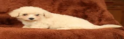 Maltipoo dogs for sale: Chloe - Ad 3