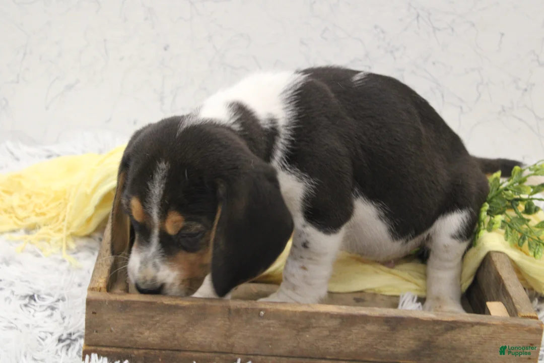 Beagle dogs for sale: Sprinkles - Ad 2