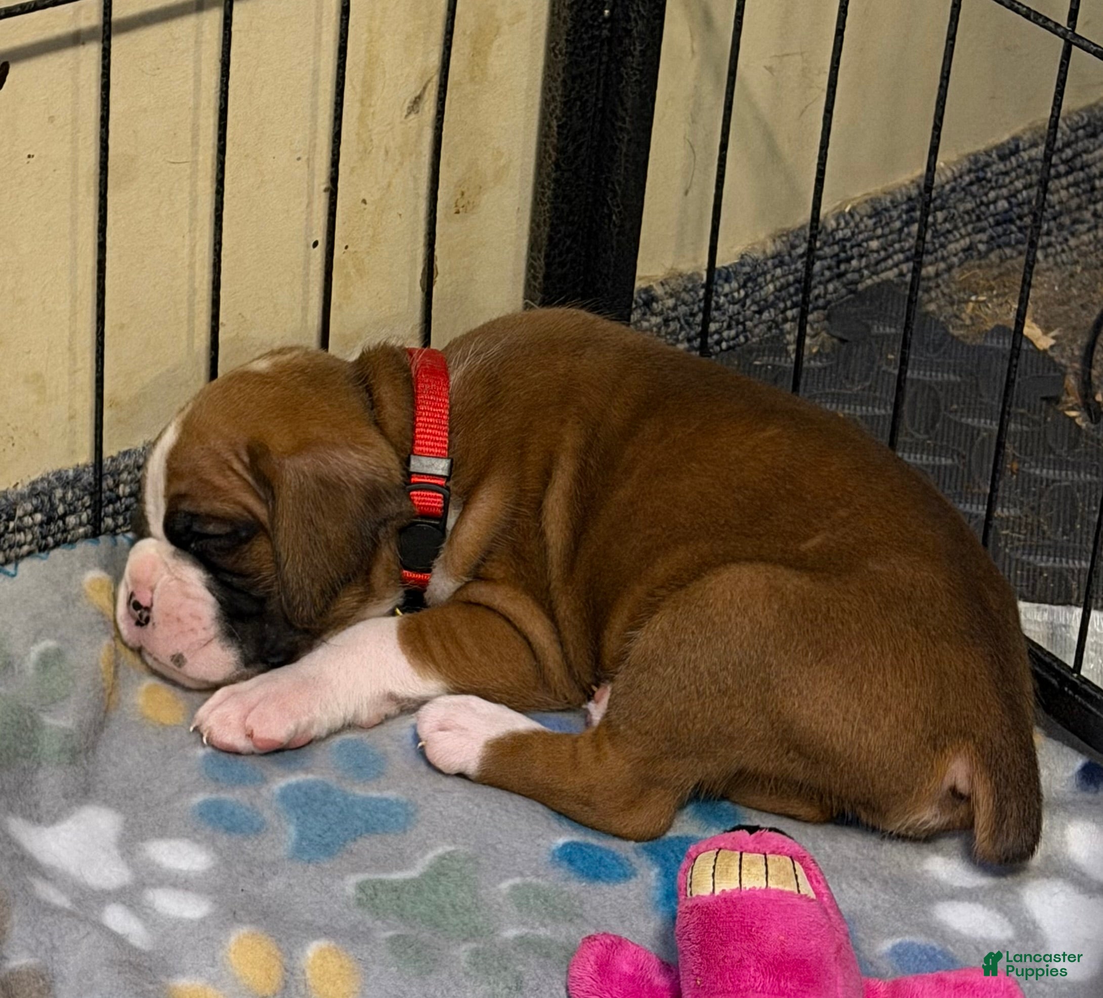 Boxer dogs Mickey - Ad 9