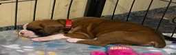 Boxer dogs for sale: Mickey - Ad 1