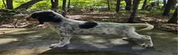 English Setter dogs for sale: Stacy - Ad 2