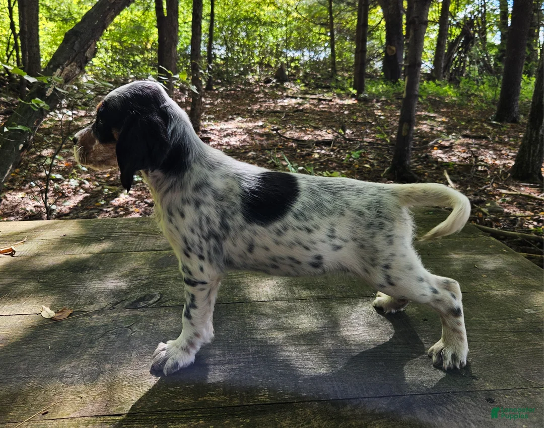 English Setter dogs for sale: Stacy - Ad 2
