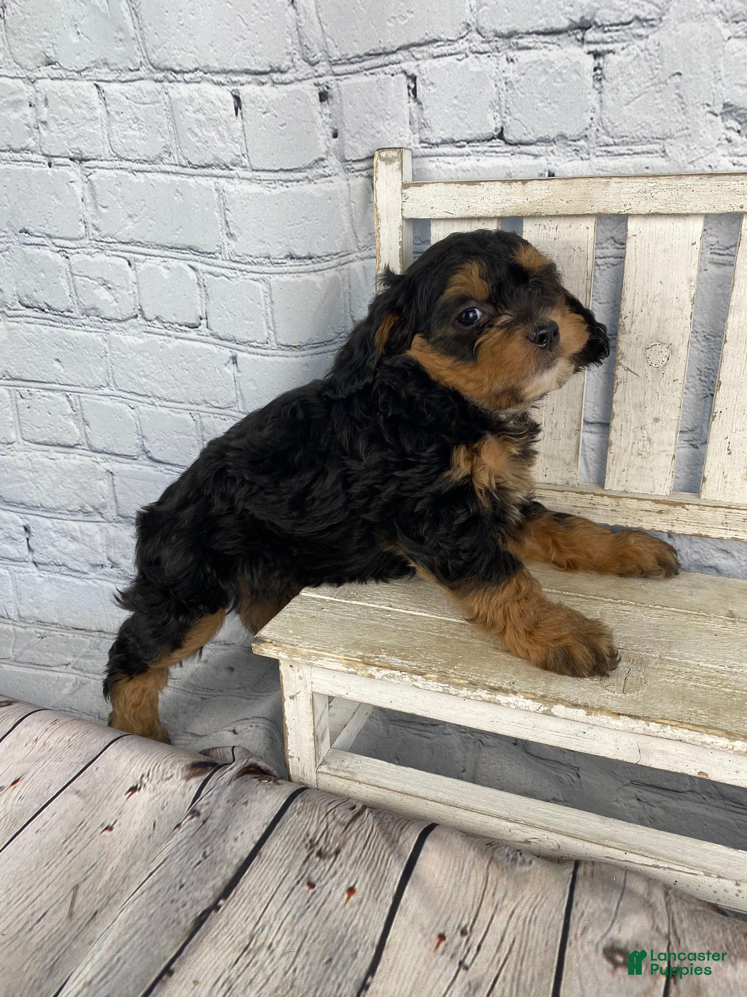 Cavapoo dogs Mary - Ad 2