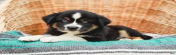 Miniature Australian Shepherd dogs for sale: Miley - Ad 4