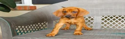Redbone Coonhound dogs for sale: Boone - Ad 7