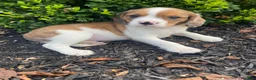 Mixed Breed dogs for sale: Tiffany - Ad 10