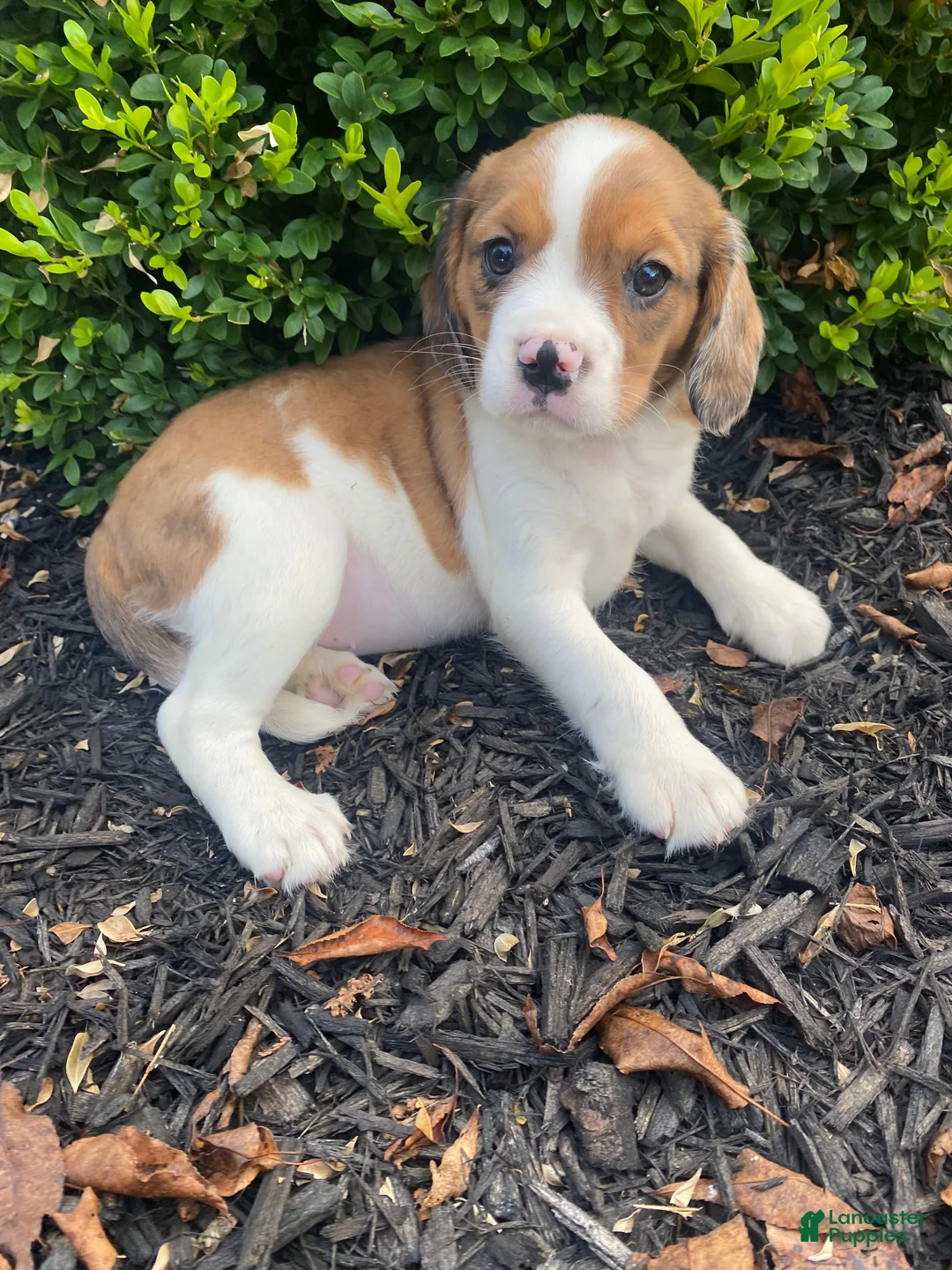 Mixed Breed dogs for sale: Tiffany - Ad 10