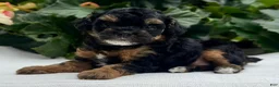 Miniature Poodle dogs for sale: Felicity - Ad 3