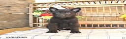 Mixed Breed dogs for sale: Oden - Ad 2