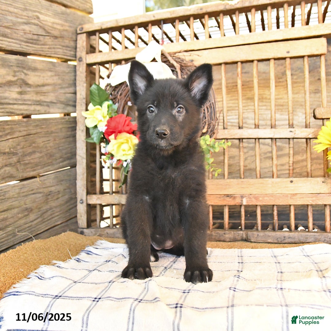 Mixed Breed dogs for sale: Oden - Ad 2