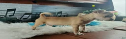 Chihuahua dogs for sale: Nationwide delivery. Popcorn yellow boy - Ad 4