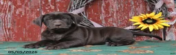 Labrador Retriever dogs for sale: Tucker - Ad 4