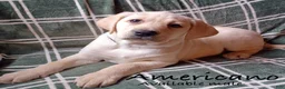 Labrador Retriever dogs for sale: Americano - Ad 1