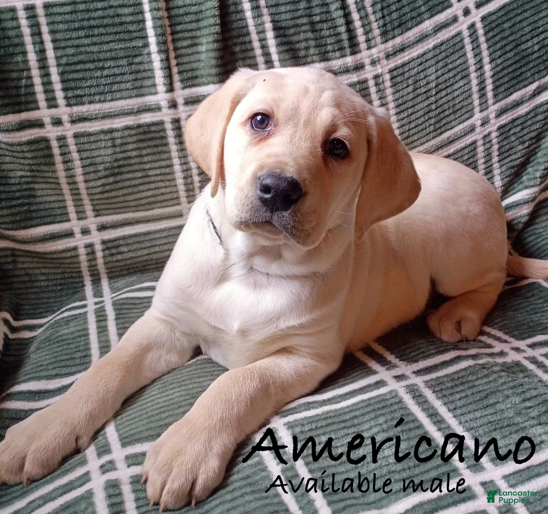 Labrador Retriever dogs for sale: Americano - Ad 1