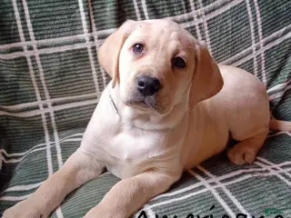 Labrador Retriever dogs Americano - Ad 3