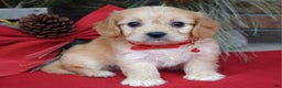 Cavachon dogs for sale: Callie - Ad 2