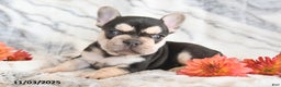 French Bulldog dogs for sale: Loni - Ad 3